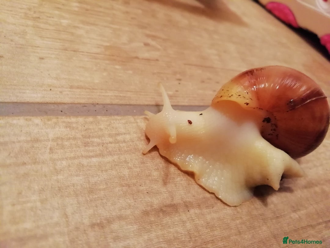 Slugs invertebrates for sale: Albino Achatina Fulica - Image 9