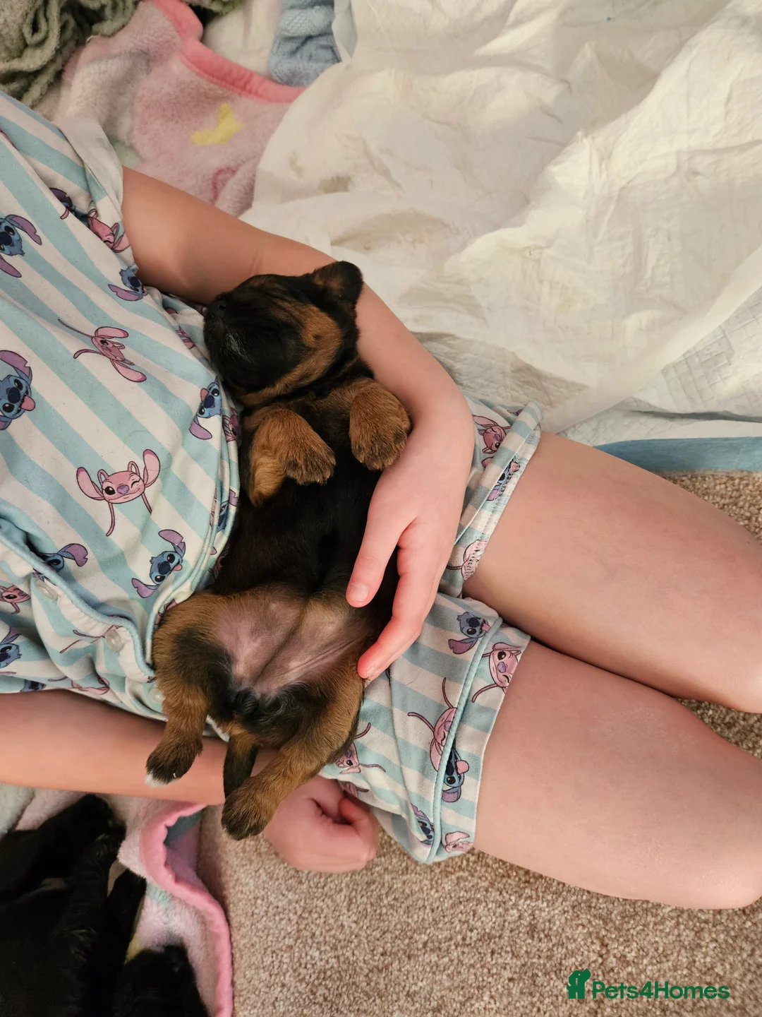 Mixed Breed dogs for sale: 4 beautiful pups for sale - Advert 9