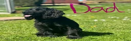 Cocker Spaniel dogs for sale: Kc Registered cocker spaniels  - Advert 2
