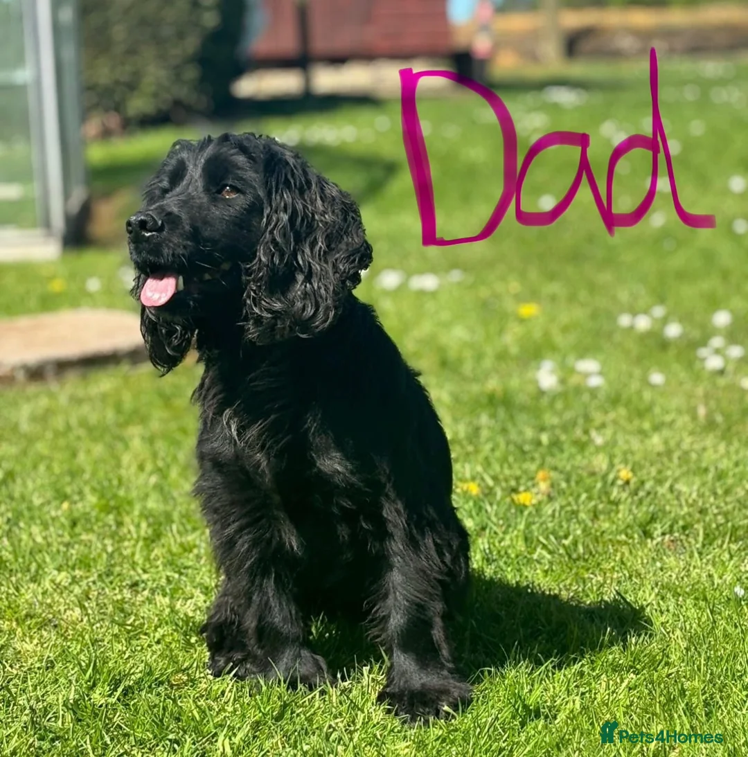 Cocker Spaniel dogs for sale: Kc Registered cocker spaniels  - Advert 2