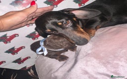 Dachshund dogs for sale: Dachshund  - Advert 5