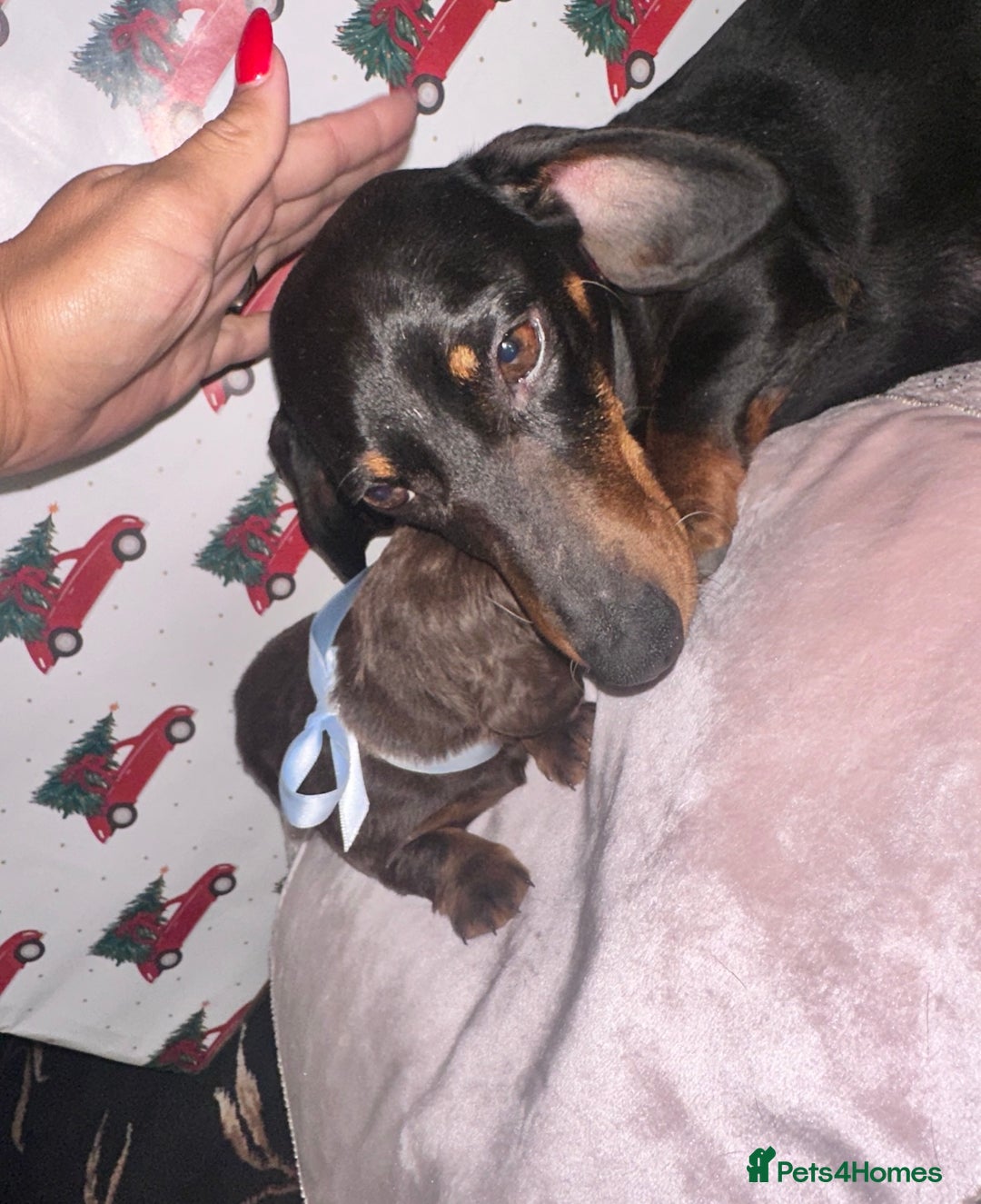 Dachshund dogs for sale: Dachshund  - Advert 5