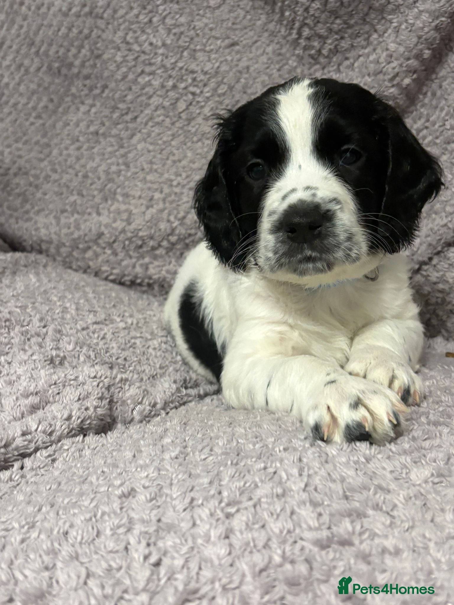 English Springer Spaniel dogs 5 weeks old🐶❤️AdorableSpringerSpanielPuppie 🐶❤️  - Advert 2