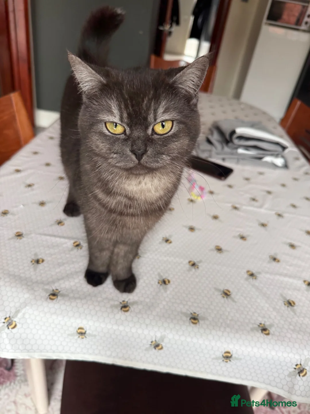 British Shorthair cats for sale: Very friendly and caring cat needs to be rehomed  - Advert 8