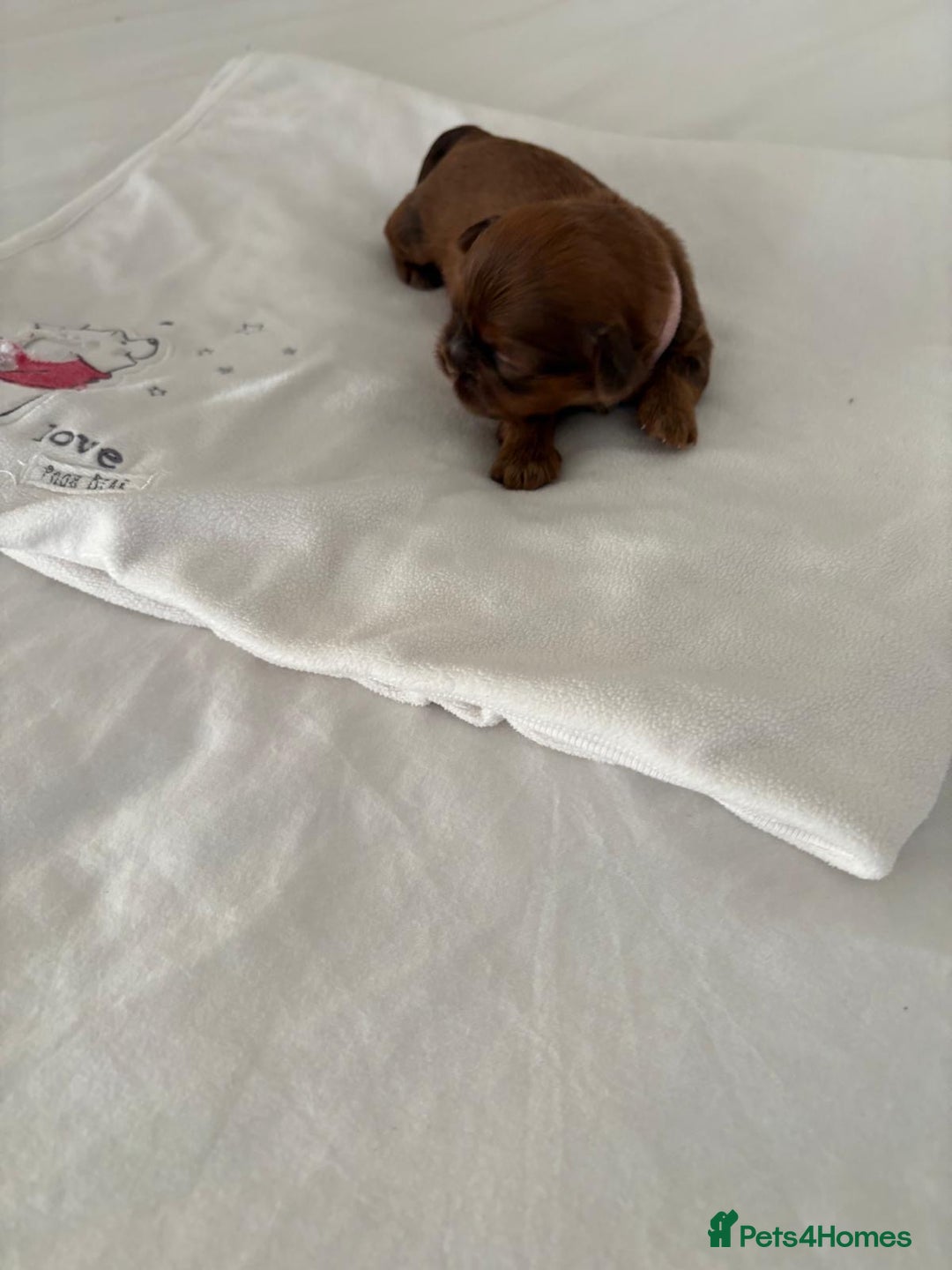 Shih Tzu dogs for sale: KC registered pure breed imperial shihtzu puppies  - Advert 29