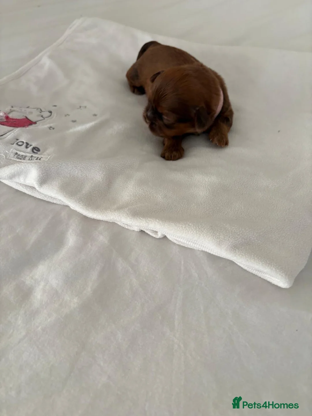 Shih Tzu dogs for sale: READY TO LEAVE GORGEOUS KC girl left - Advert 10