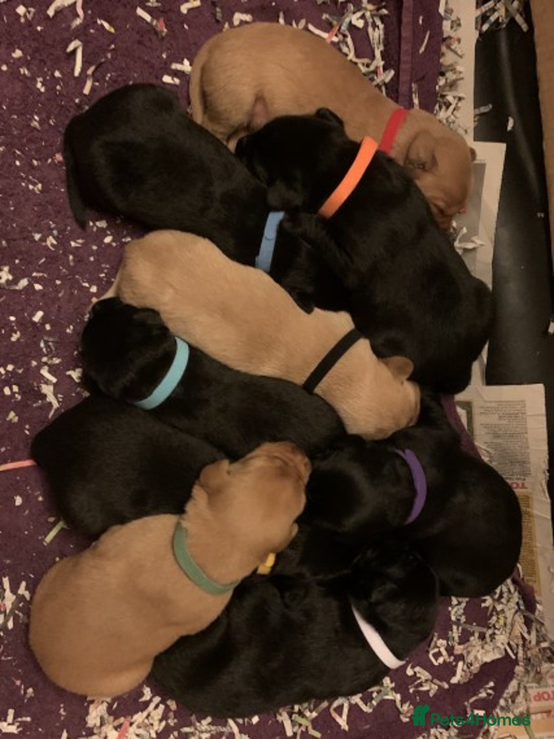 Labrador Retriever dogs for stud: Proven, Dark Fox Red, DNA Clear Labrador Stud in Evesham - Advert 10