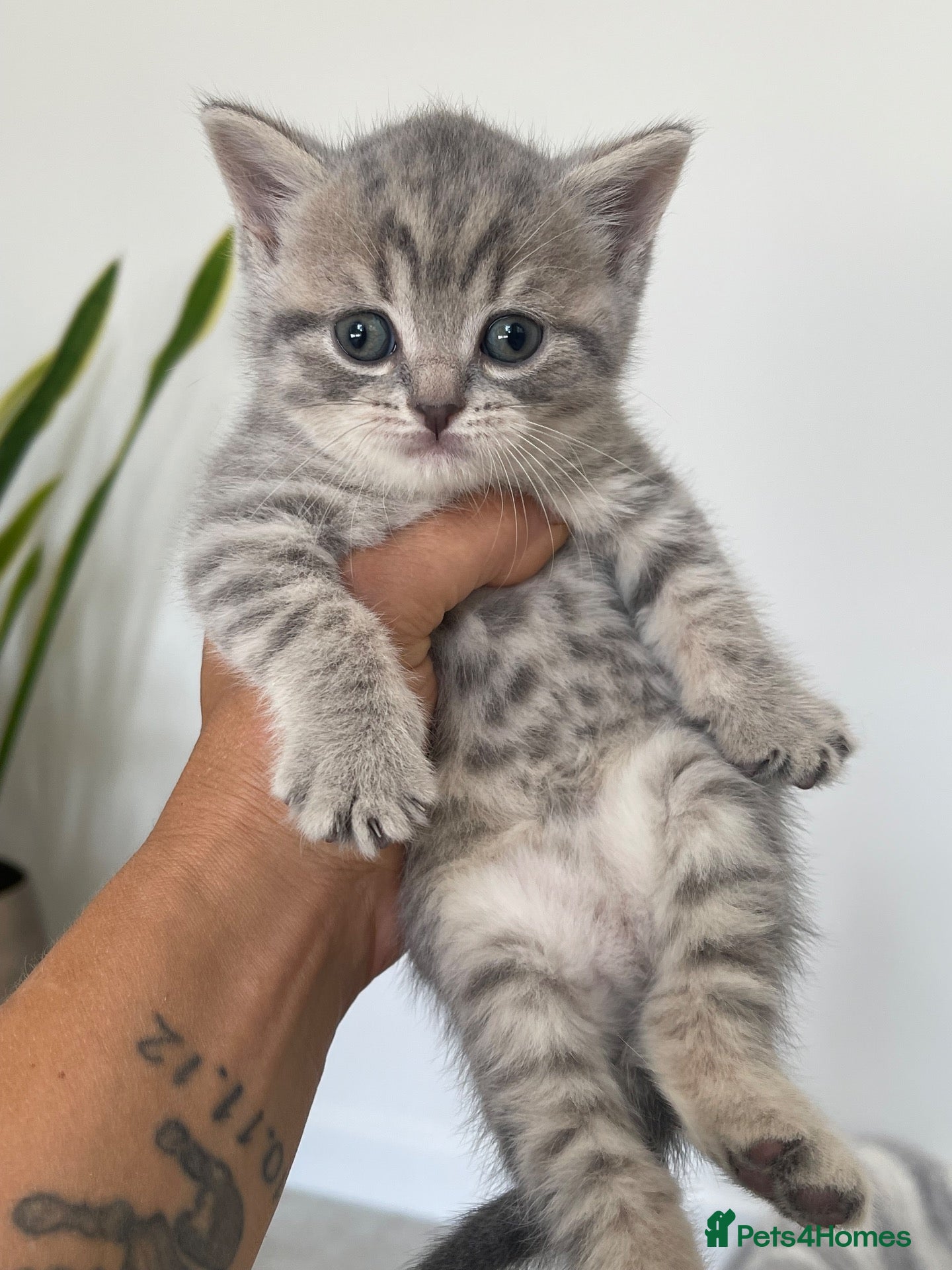 British Shorthair cats STUNNING LILAC TICKED TABBY GCCF FEMALE KITTENS  - Advert 3