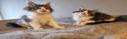 Maine Coon cats for sale: Beautiful Maine Coon kittens  - Advert 13