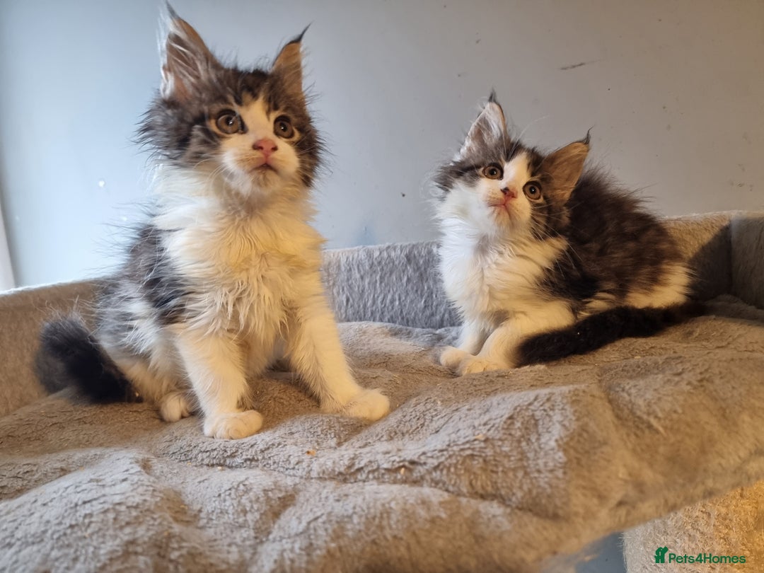 Maine Coon cats for sale: Beautiful Maine Coon kittens  - Advert 13