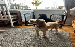 Cockapoo dogs for sale: 1 beautiful cockapoo puppy for sale  - Image 6