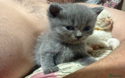 Himalayan cats for sale: 3 kittens Himalayan x Scottish fold Ready now - Image 20