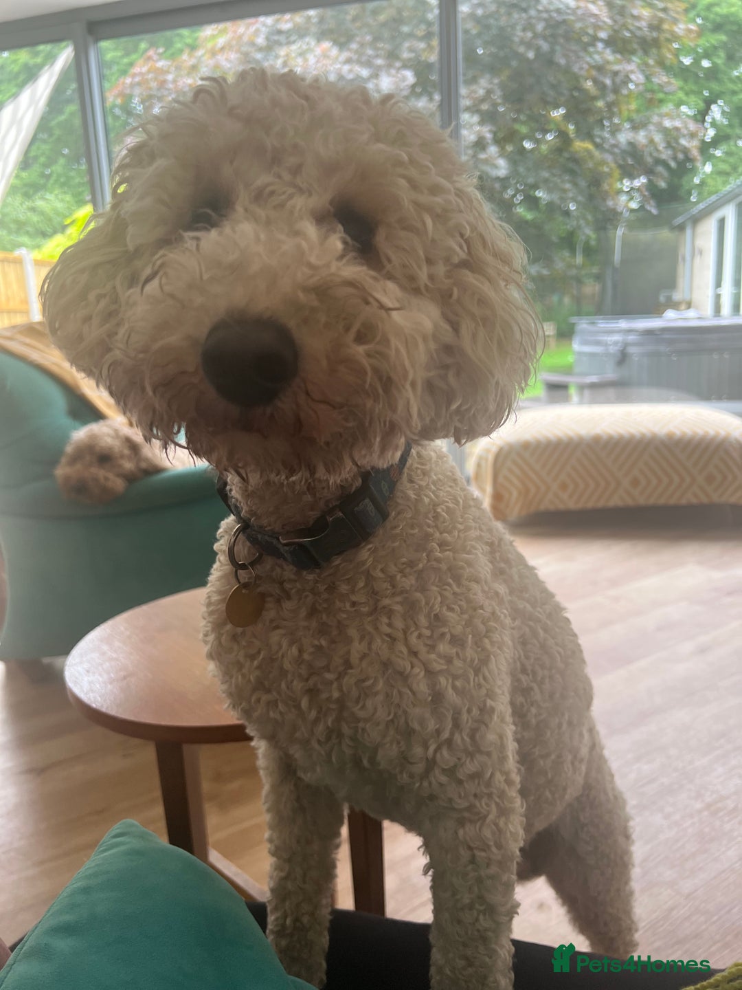 Mini Goldendoodle dogs for stud: Mini Doodle Stud: Multi-Gen, Health Tested, Proven - Advert 6