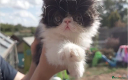 Persian cats for sale: Persian kittens KC Registered with pedigree - Image 6