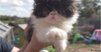 Persian cats - Advert 14