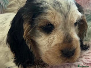 Cocker Spaniel dogs Champion Bloodlines KC Reg Show Cocker Spaniels - Advert 5