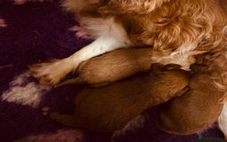 Cavapoo dogs for sale: ⭐️Health tested cavapoo baby’s⭐️ - Image 4