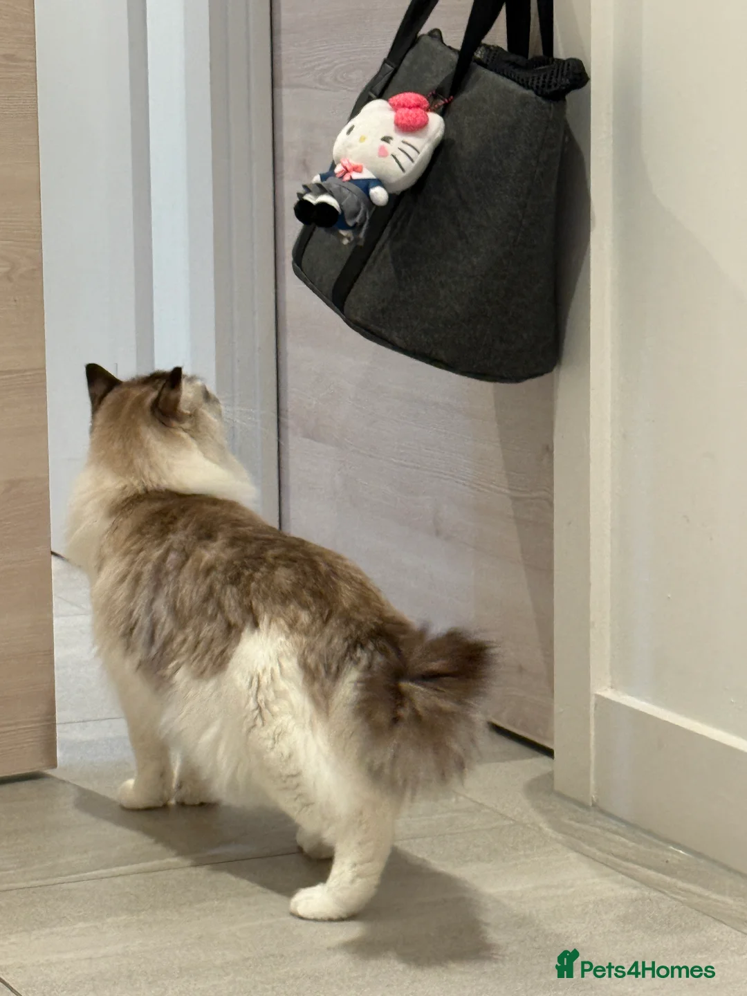 Ragdoll cats for sale: For Sale Ragdoll - Advert 2