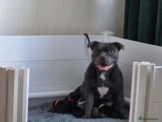 Staffordshire Bull Terrier dogs Stunning staffordshire bull terriers - Advert 1