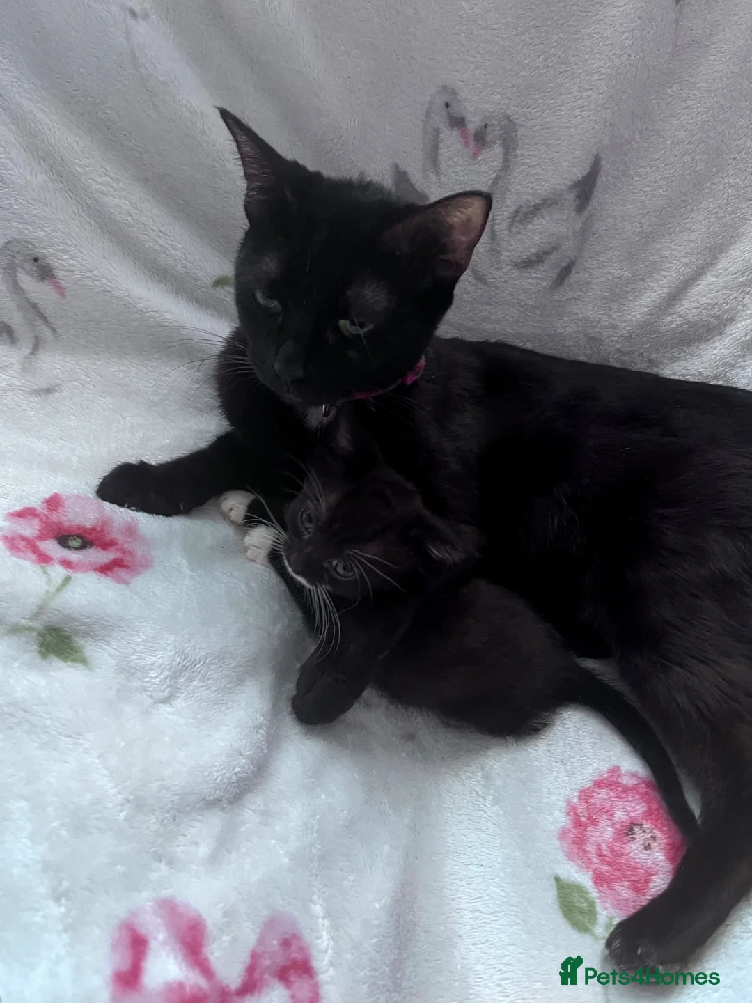 Mixed Breed cats for sale: 3 Black and White Kittens - Advert 6