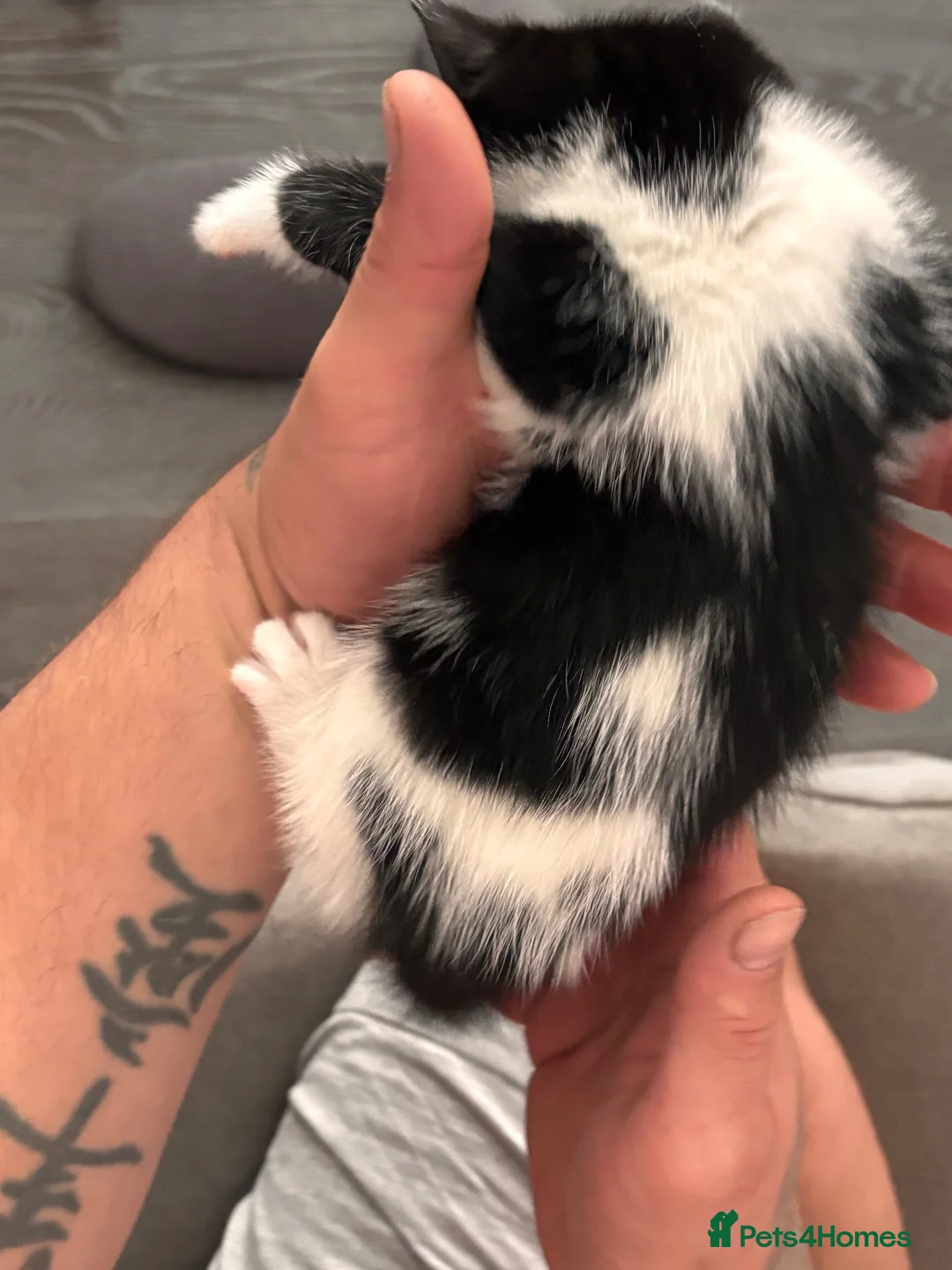 Mixed Breed cats for sale: Kitten for sale - Advert 3