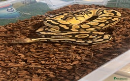 Python Snake reptiles for sale: Ball pythons for sale - Image 6