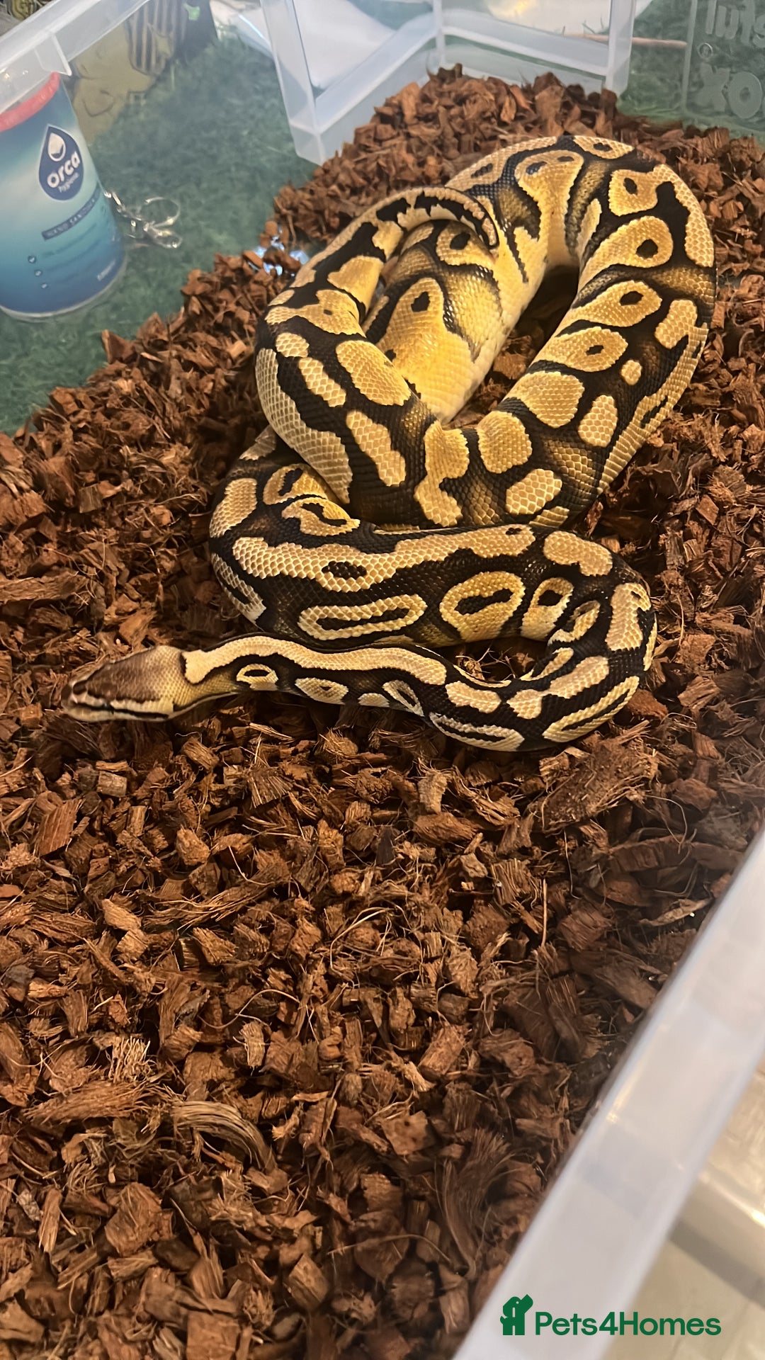 Python Snake reptiles for sale: Ball pythons for sale - Image 6