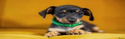 Jackshund dogs for sale: Daxijax/Jackshund/Dachshund/Jack - READY TO GO - Advert 20