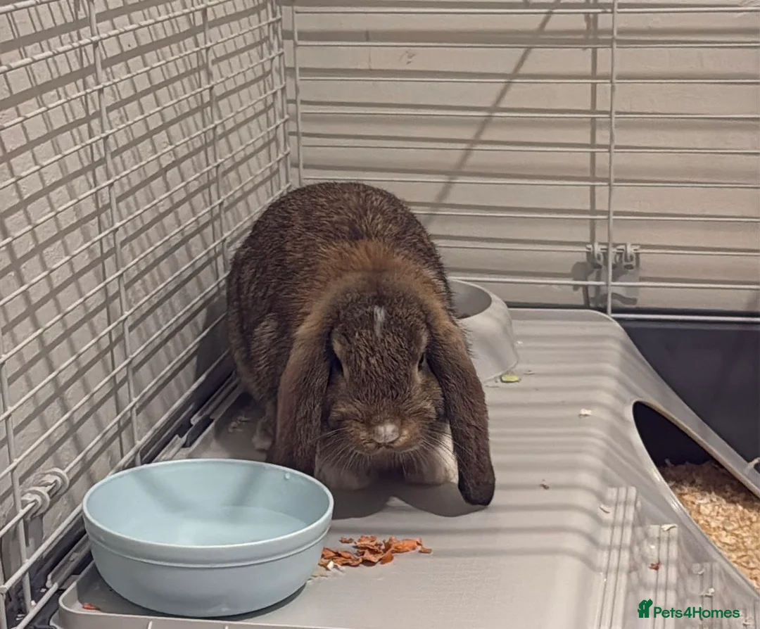 Mini Lop rabbits for sale: Pure Mini Lop - Advert 4