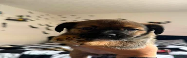 Jackshund 2