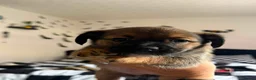 Jackshund dogs for sale: JACKSHUND PUPS  - Advert 12