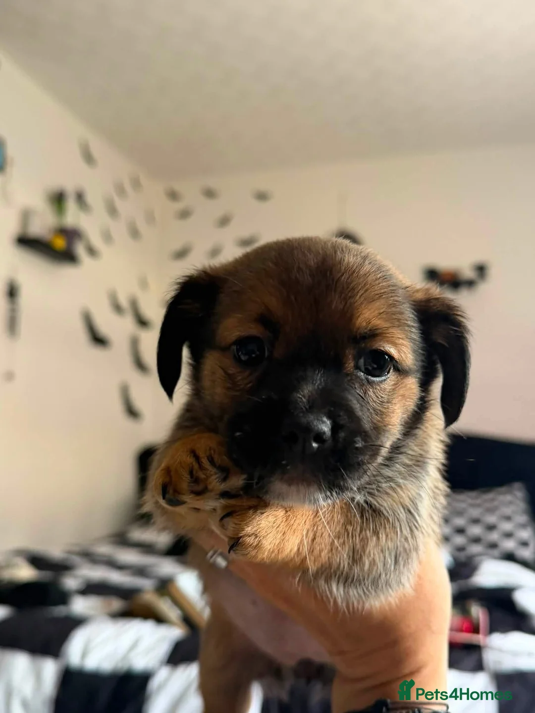 Jackshund dogs for sale: JACKSHUND PUPS  - Advert 12
