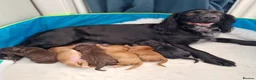Cocker Spaniel dogs for sale: Working Cocker Spaniel, KC, ready 8 May - Advert 2