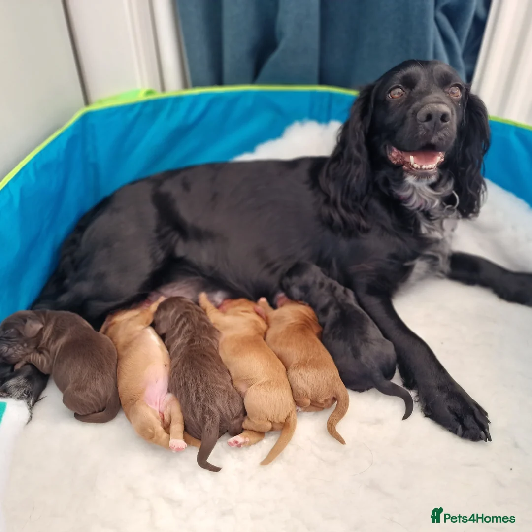 Cocker Spaniel dogs for sale: Working Cocker Spaniel, KC, ready 8 May - Advert 2