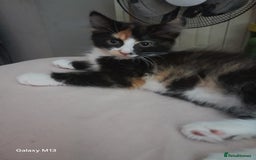 Mixed Breed cats for sale: 5 long hair maine coon mix kitten's. - Image 2