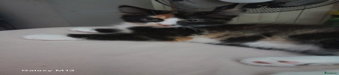 Mixed Breed Kitten 4