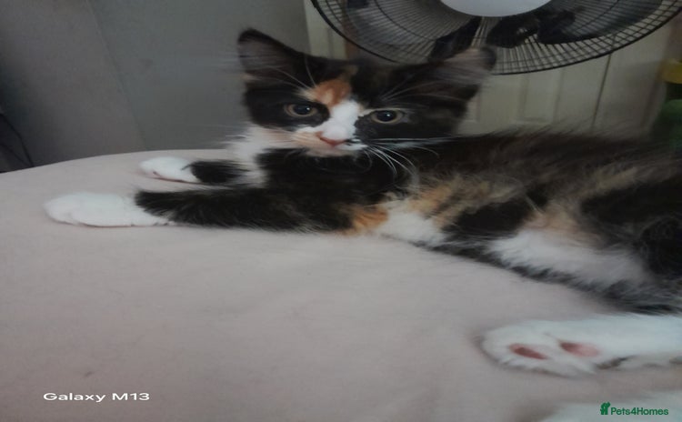 Mixed Breed cats - Advert 4