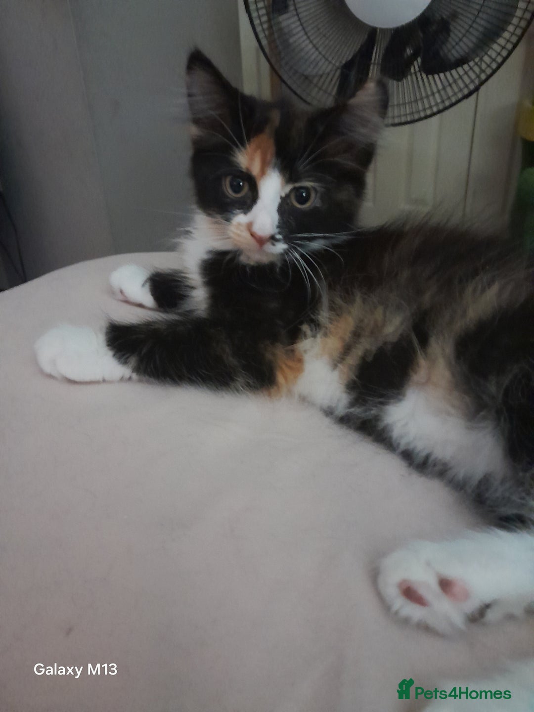 Mixed Breed cats for sale: 5 long hair maine coon mix kitten's. - Image 2