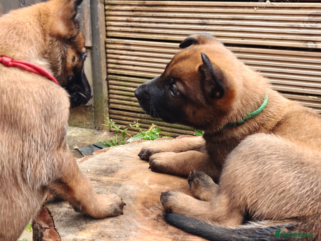 Belgian Shepherd Dog dogs for sale: Beautiful Belgian Malinois puppies for sale - Image 29