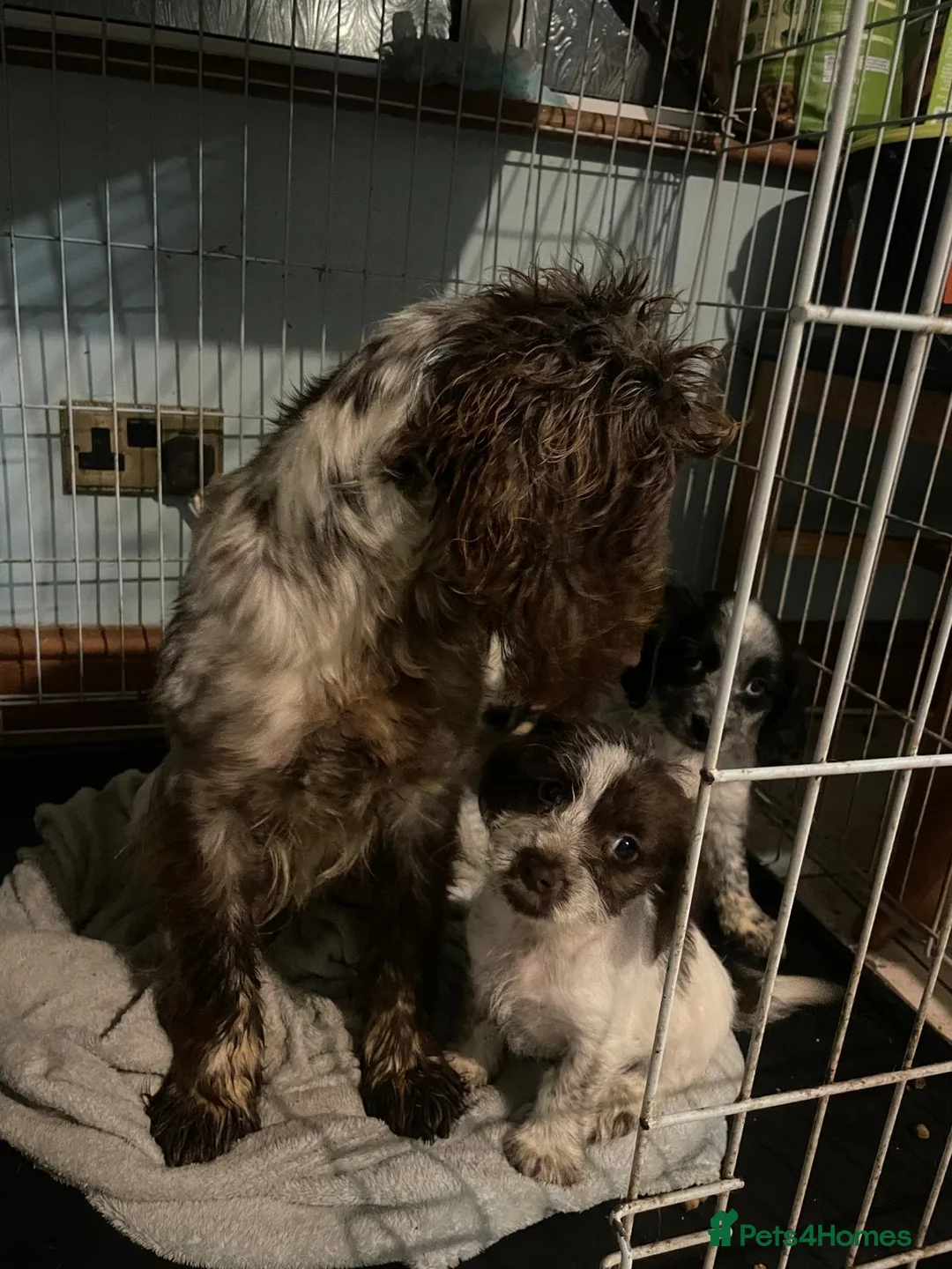 Cocker Spaniel dogs for sale: Cocker spaniel  in Portsmouth - Advert 2