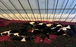 Mixed Breed dogs for sale: Border collie cross/bearded collie puppies  - Image 1