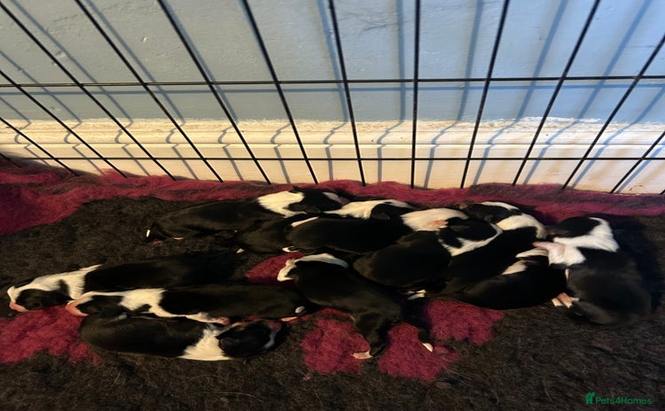 Mixed Breed dogs - Advert 1