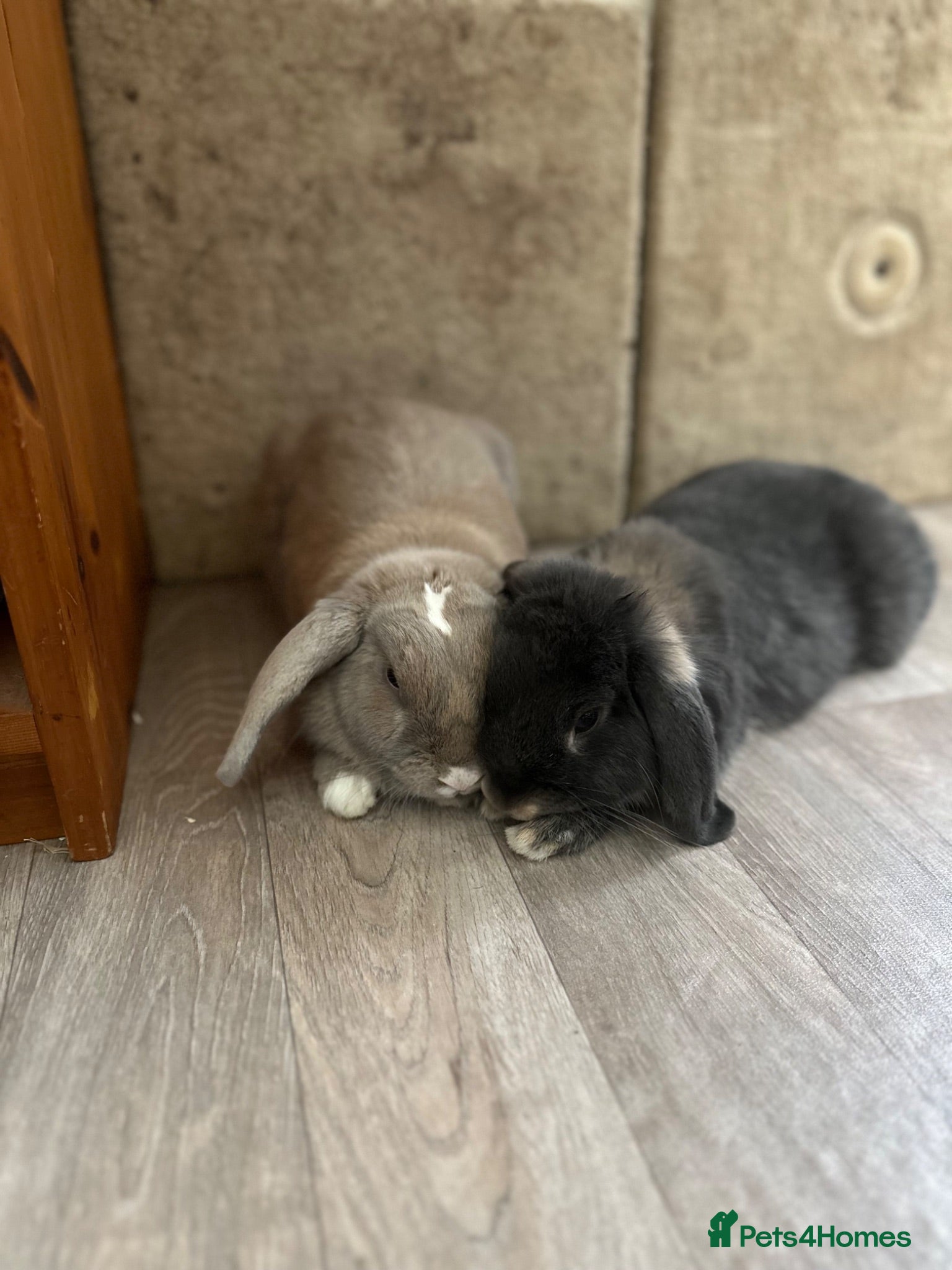 Mini Lop rabbits Two mini lops for sale  - Advert 1