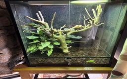 Chameleon reptiles for sale: Beautiful very tame panther chameleon  - Image 3