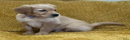 Golden Retriever dogs for sale: Quality litter of KC reg Golden Retriever puppies - Advert 6