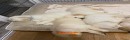 Golden Retriever dogs for sale: Cream and golden retriever puppies in Bristol - Advert 5