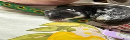 Hamster rodents for sale: Female pedigree hamster with cage  - Advert 3