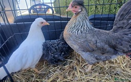 Chickens poultry for sale: Various pullets - Image 2