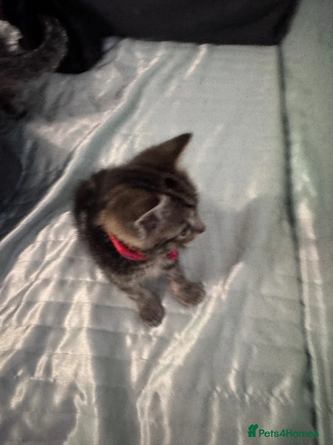 Mixed Breed cats for sale: Four adorable kittens - Advert 11