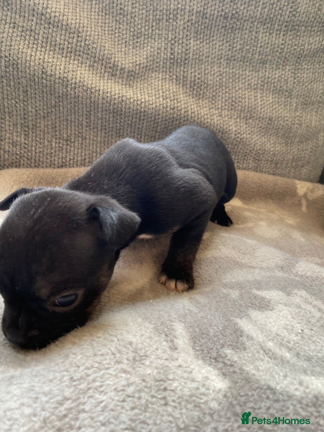 Mixed Breed dogs for sale: French bulldog x Staffordshire bull terrier - Image 15